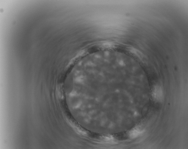 X0000062830715200601271951