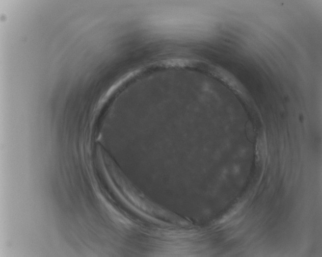 X0000062830722200601271950