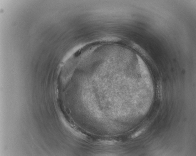 X0000062830726200601271950