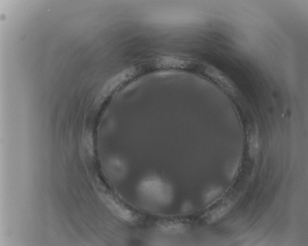 X0000062830729200601271950