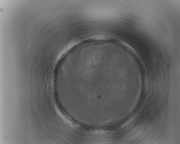 X0000062830730200601271950