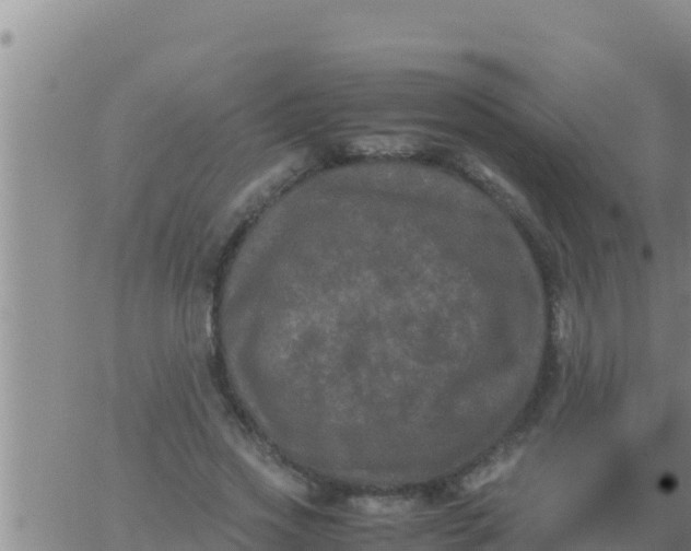 X0000062830733200601271950