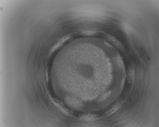 X0000062830734200601271950