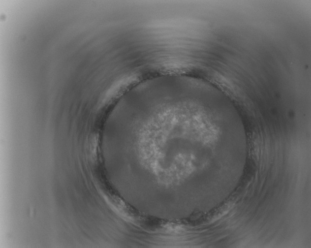 X0000062830742200601271950