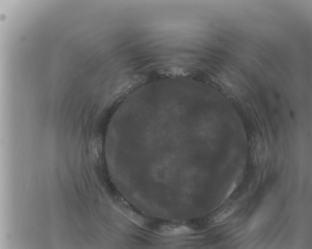 X0000062830747200601271951