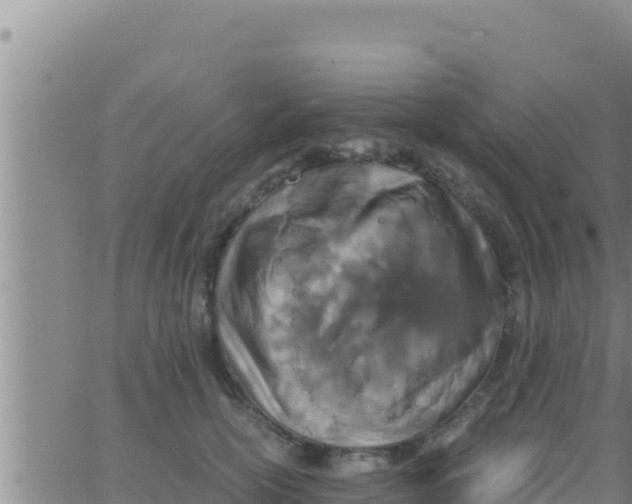 X0000062830754200601271951