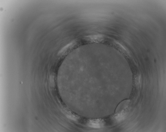 X0000062830757200601271951