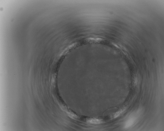 X0000062830759200601271951