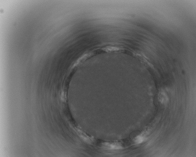 X0000062830763200601271951