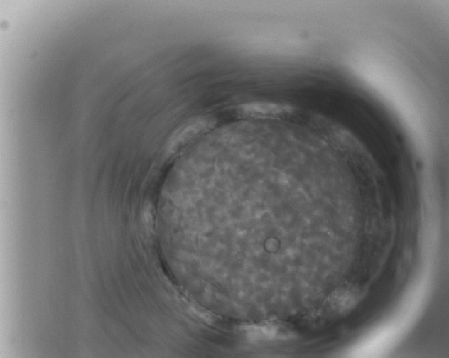 X0000062830765200601271951