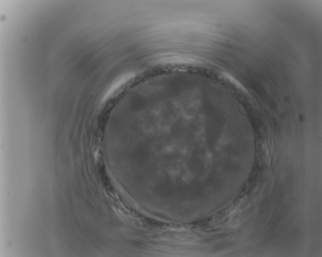 X0000062830775200601271950