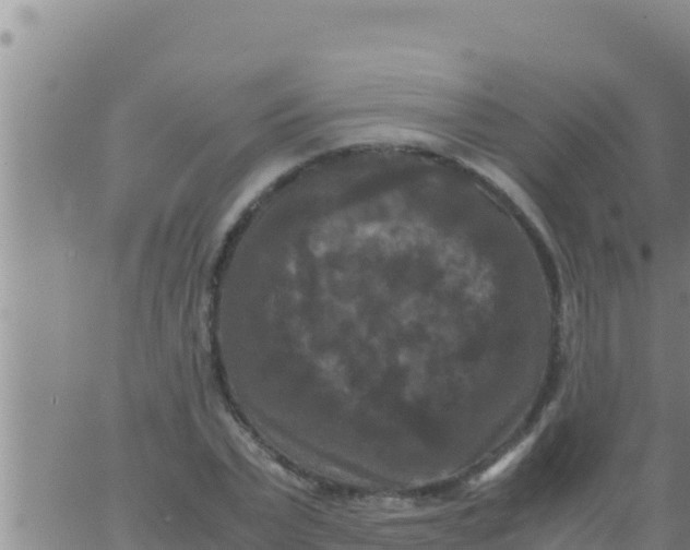 X0000062830783200601271950