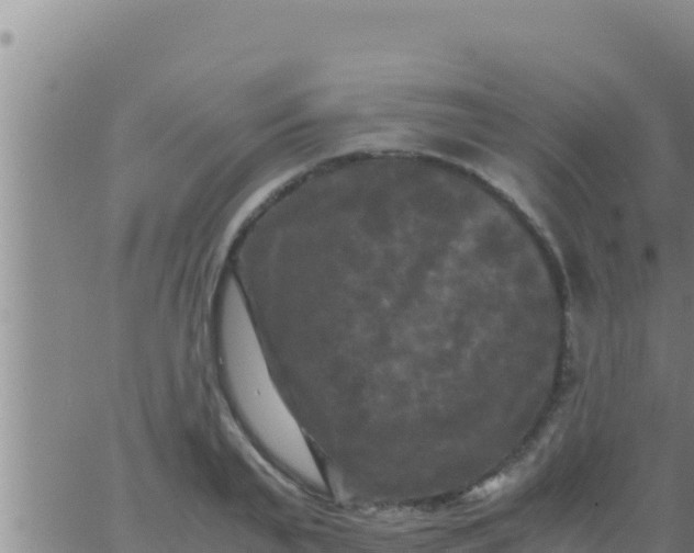 X0000062830791200601271950