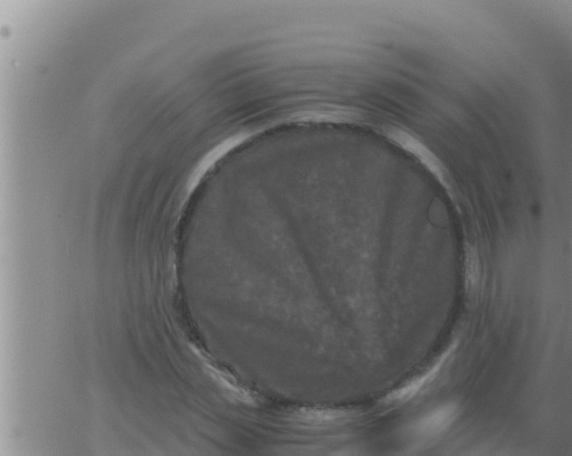 X0000062830829200601271949