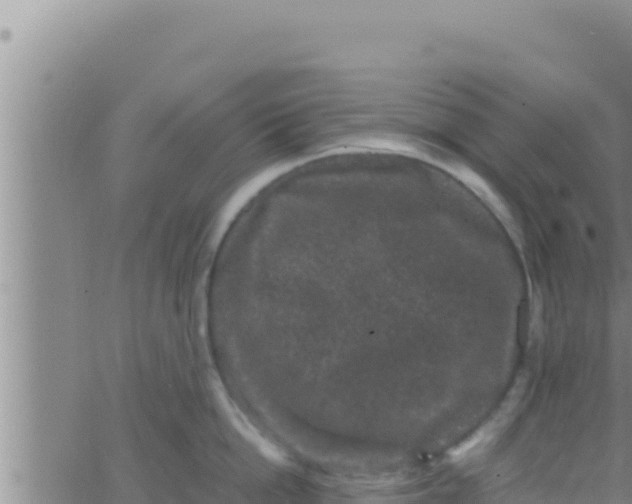 X0000062830862200601271949