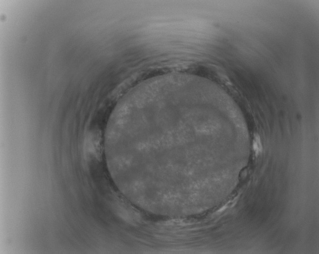 X0000062830867200601271949