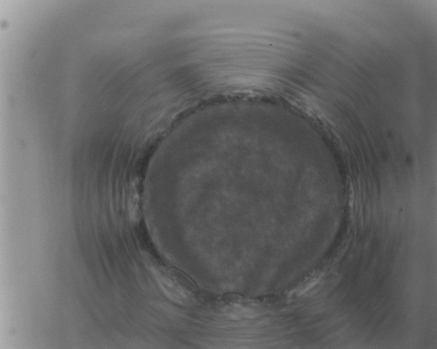 X0000062830868200601271948