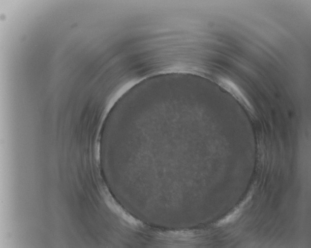 X0000062830900200601271948