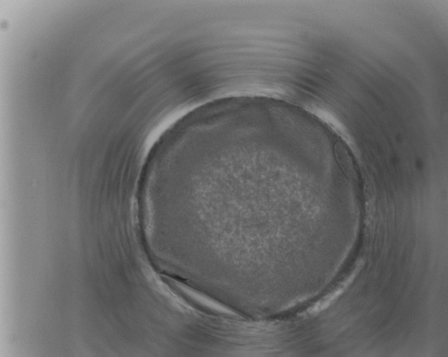 X0000062830928200601271947