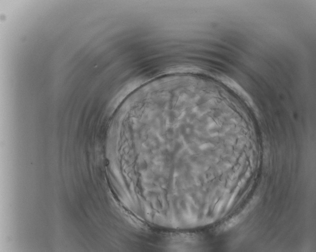 X0000062830945200601271948