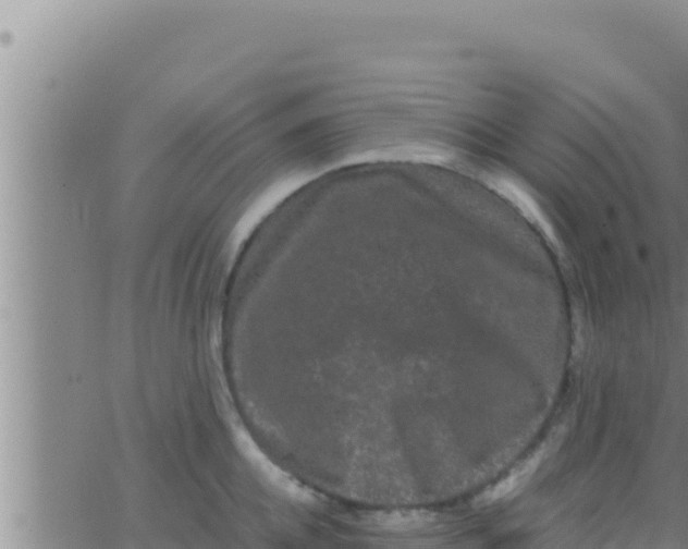 X0000062830952200601271948