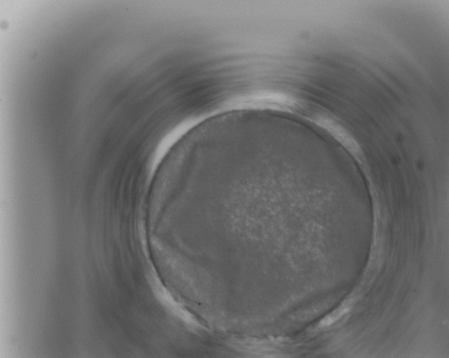 X0000062830960200601271948