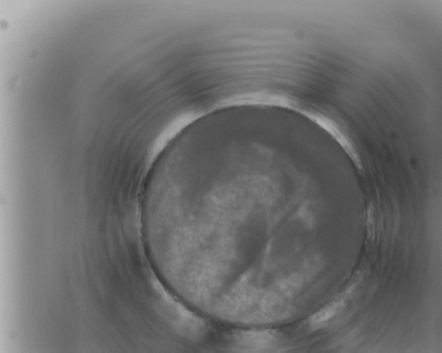 X0000062830998200601271946