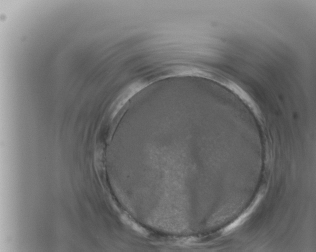 X0000062831001200601271946