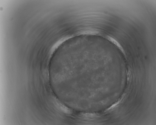 X0000062831027200601271946