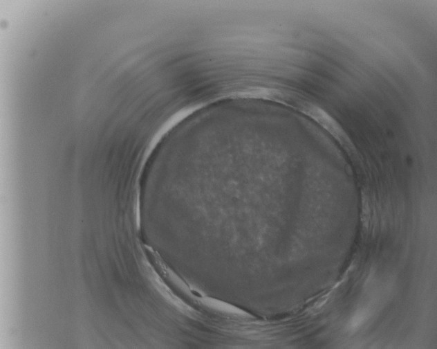 X0000062831036200601271946