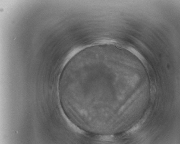 X0000062831055200601271946