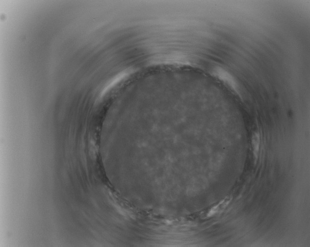 X0000062831064200601271945