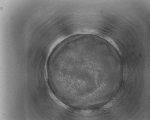 X0000062831080200601271945