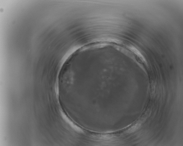 X0000062831084200601271945