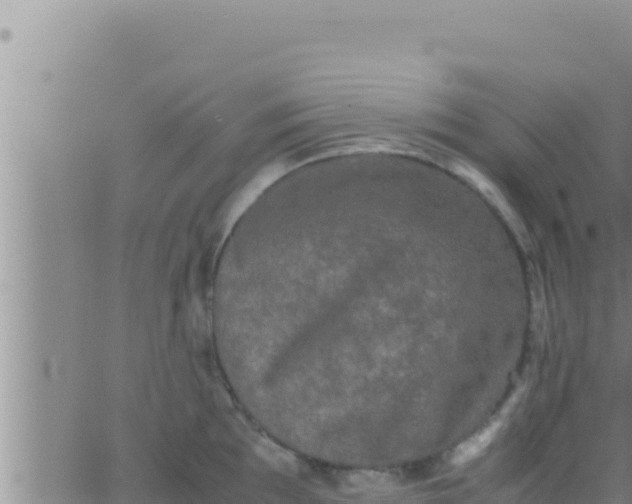 X0000062831097200601271945