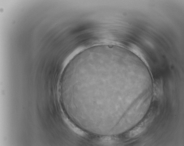 X0000062831098200601271945