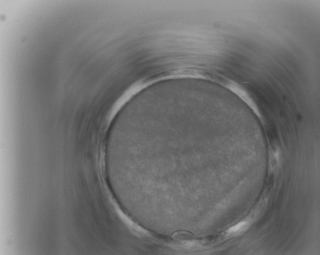 X0000062831101200601271945