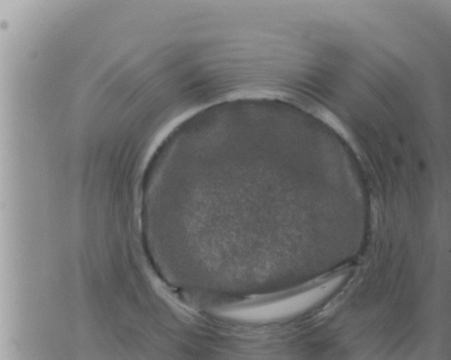 X0000062831124200601271944