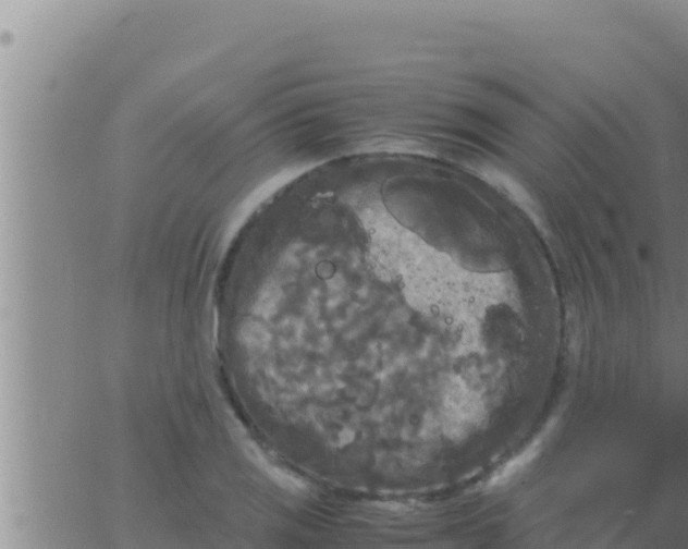 X0000062831125200601271944