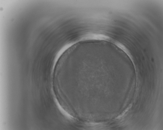 X0000062831152200601271945