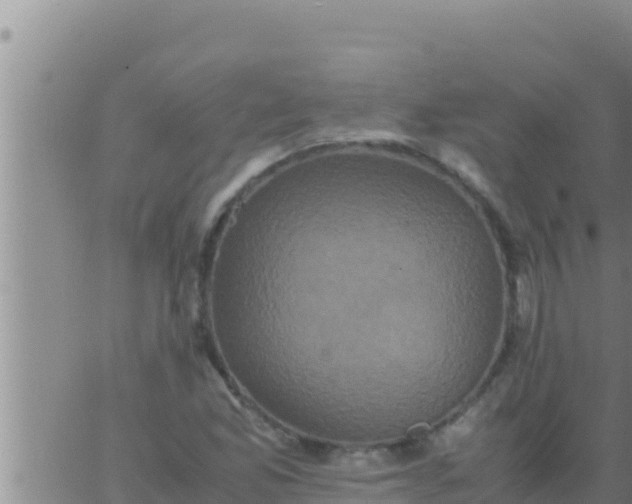 X0000062831165200601271944