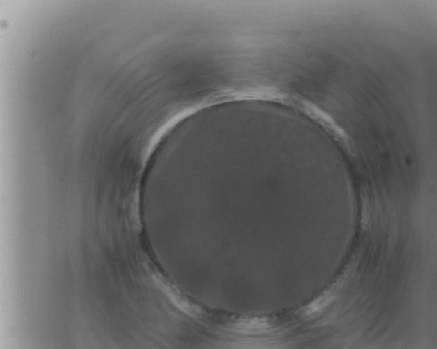 X0000062831174200601271944