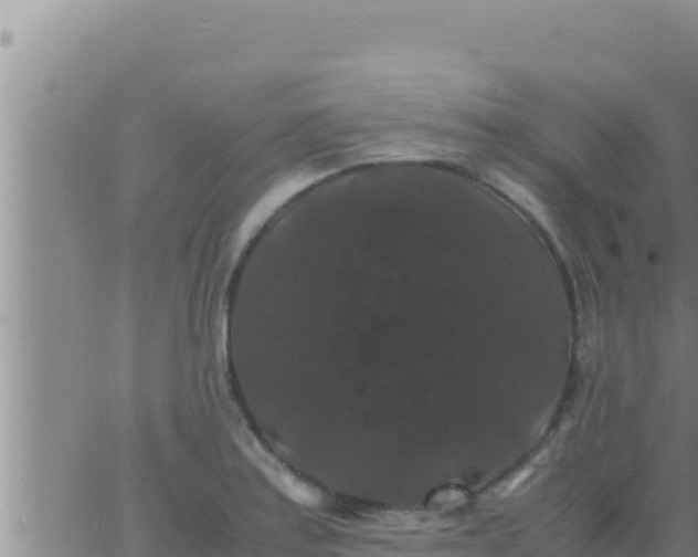 X0000062831179200601271943