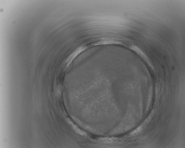 X0000062831185200601271943