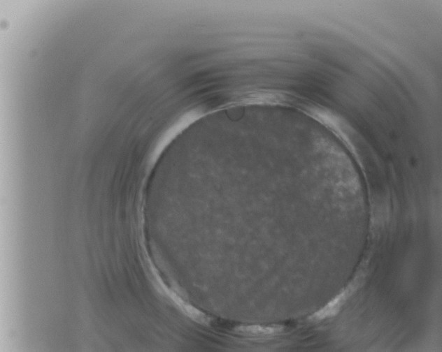 X0000062831235200601271943