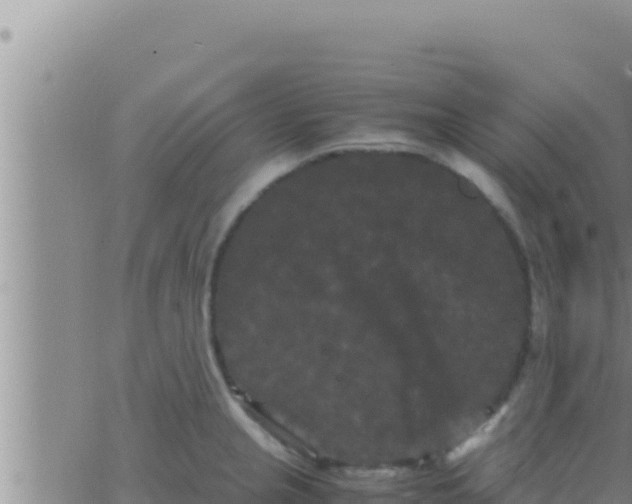 X0000062831237200601271943