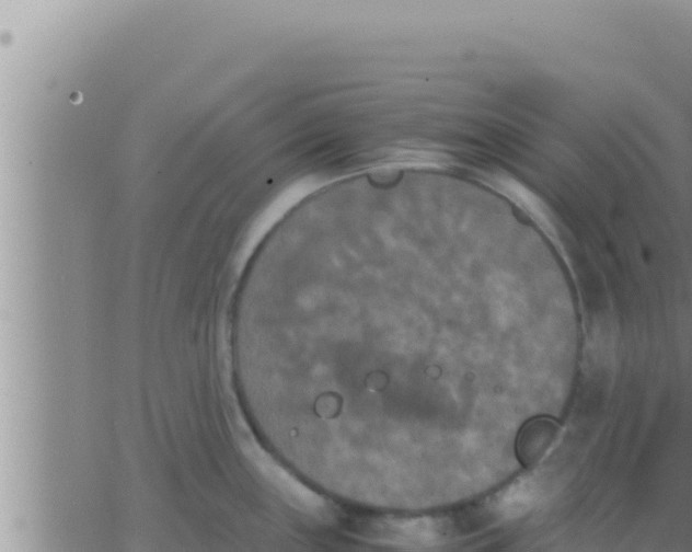 X0000062831243200601271943