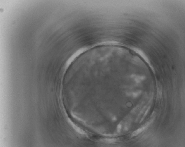 X0000062831245200601271943