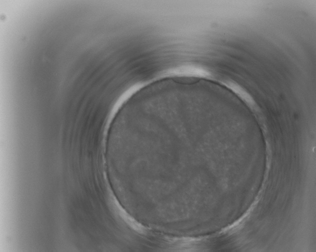 X0000062831248200601271943