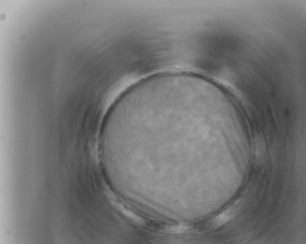 X0000062831278200601271942